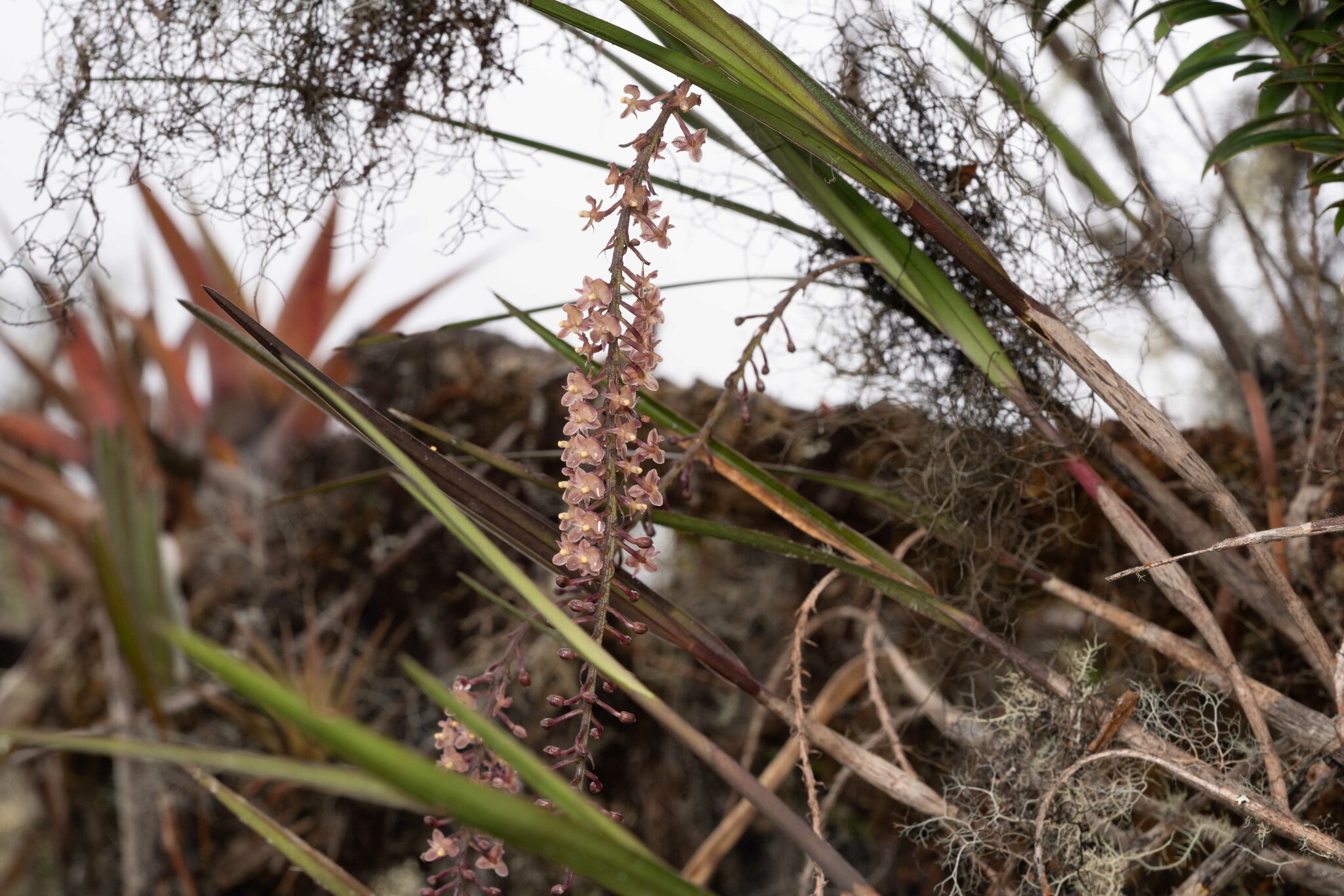 Epidendrum subliberum C.Schweinf. 3