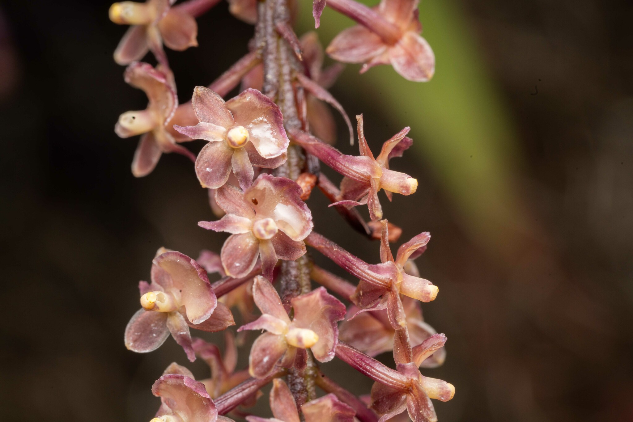 Epidendrum subliberum C.Schweinf. 2