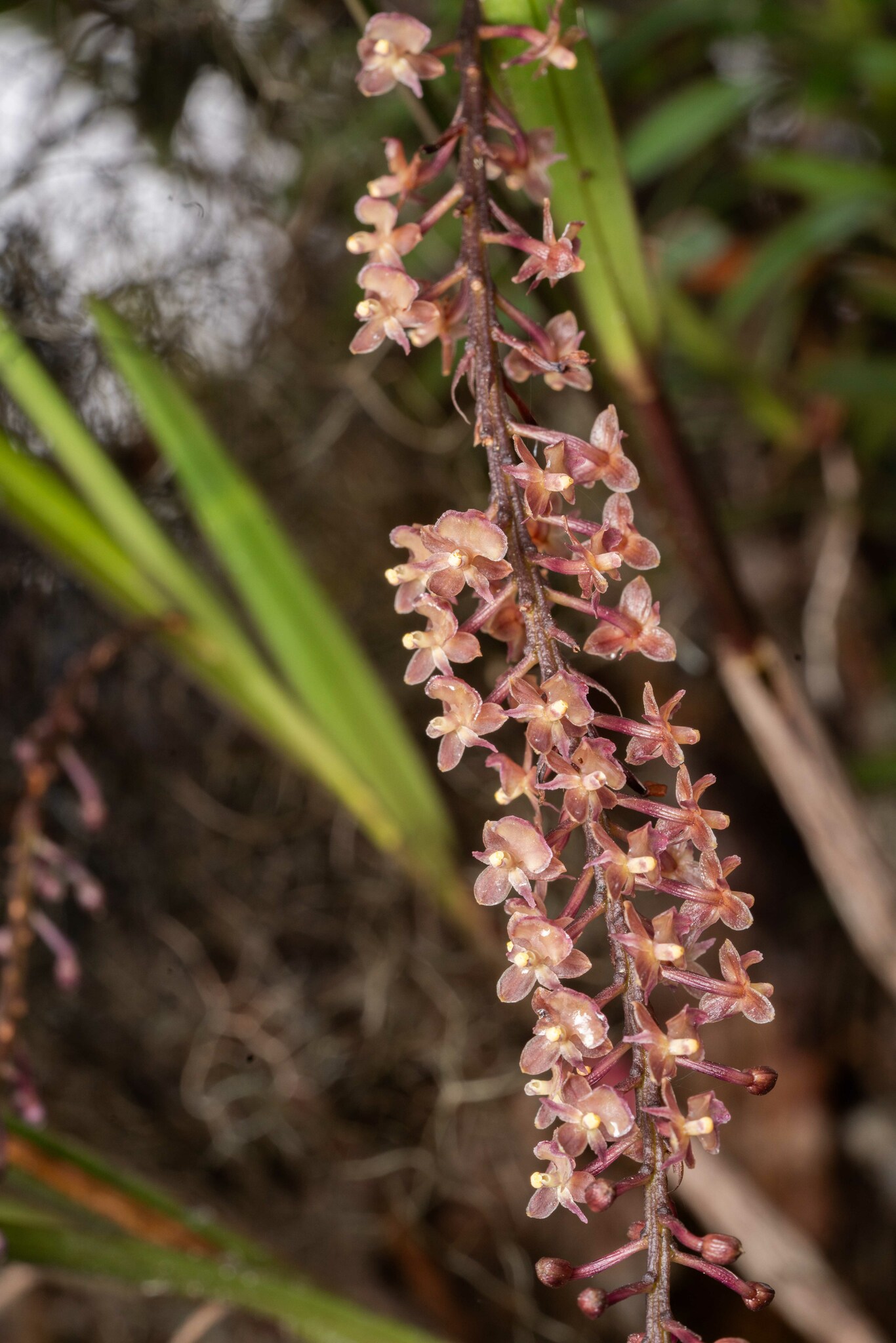Epidendrum subliberum C.Schweinf.