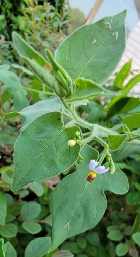 lyreleaf nightshade