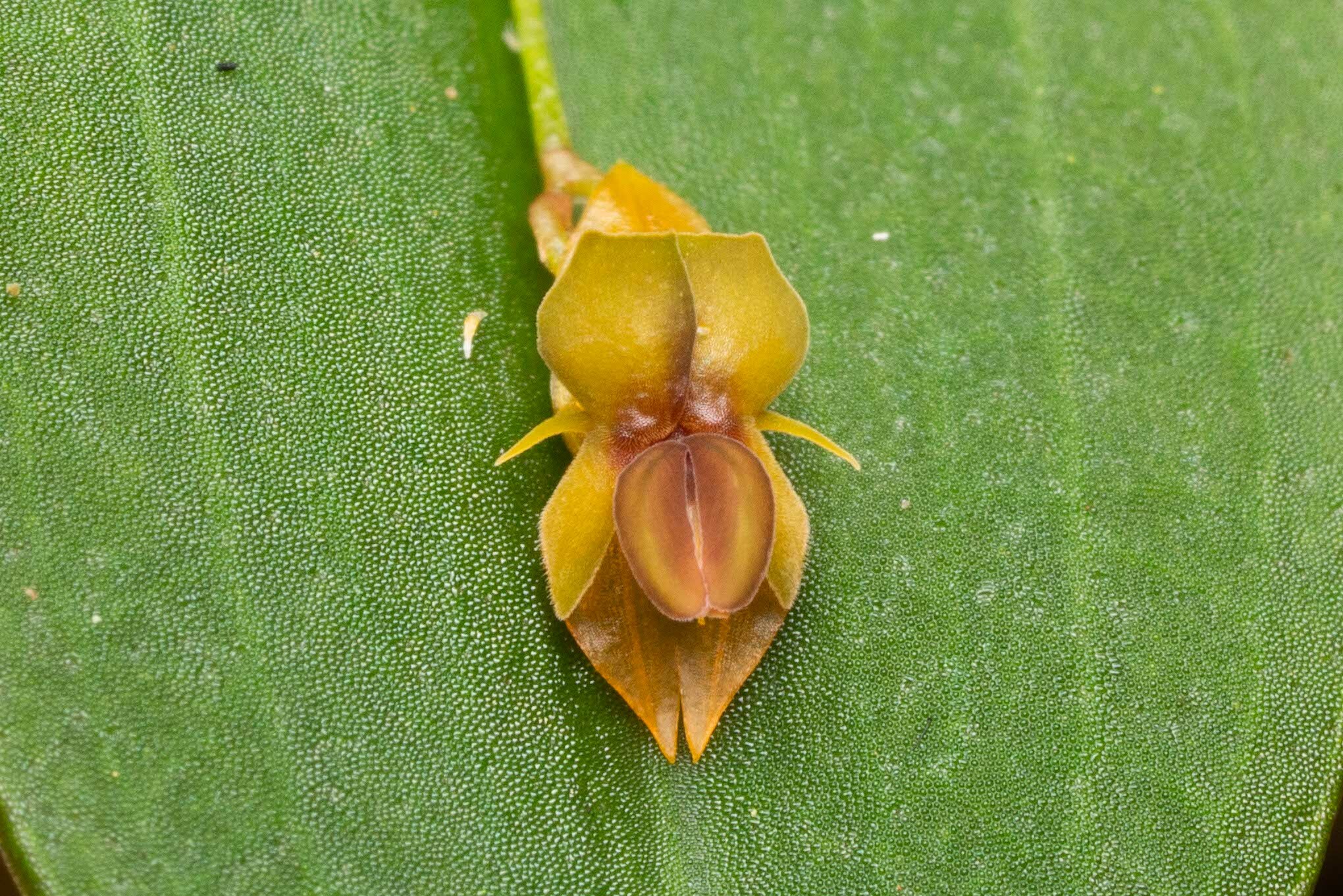 Blunt Point Lepanthes (Lepanthes mucronata) · iNaturalist