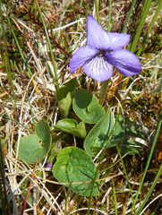 Viola langsdorffii