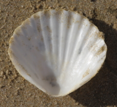 Pecten novaezelandiae