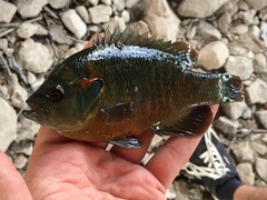 Lepomis miniatus