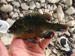 Lepomis miniatus