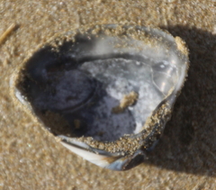 Crassula aequilatera