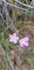 Phlox longifolia