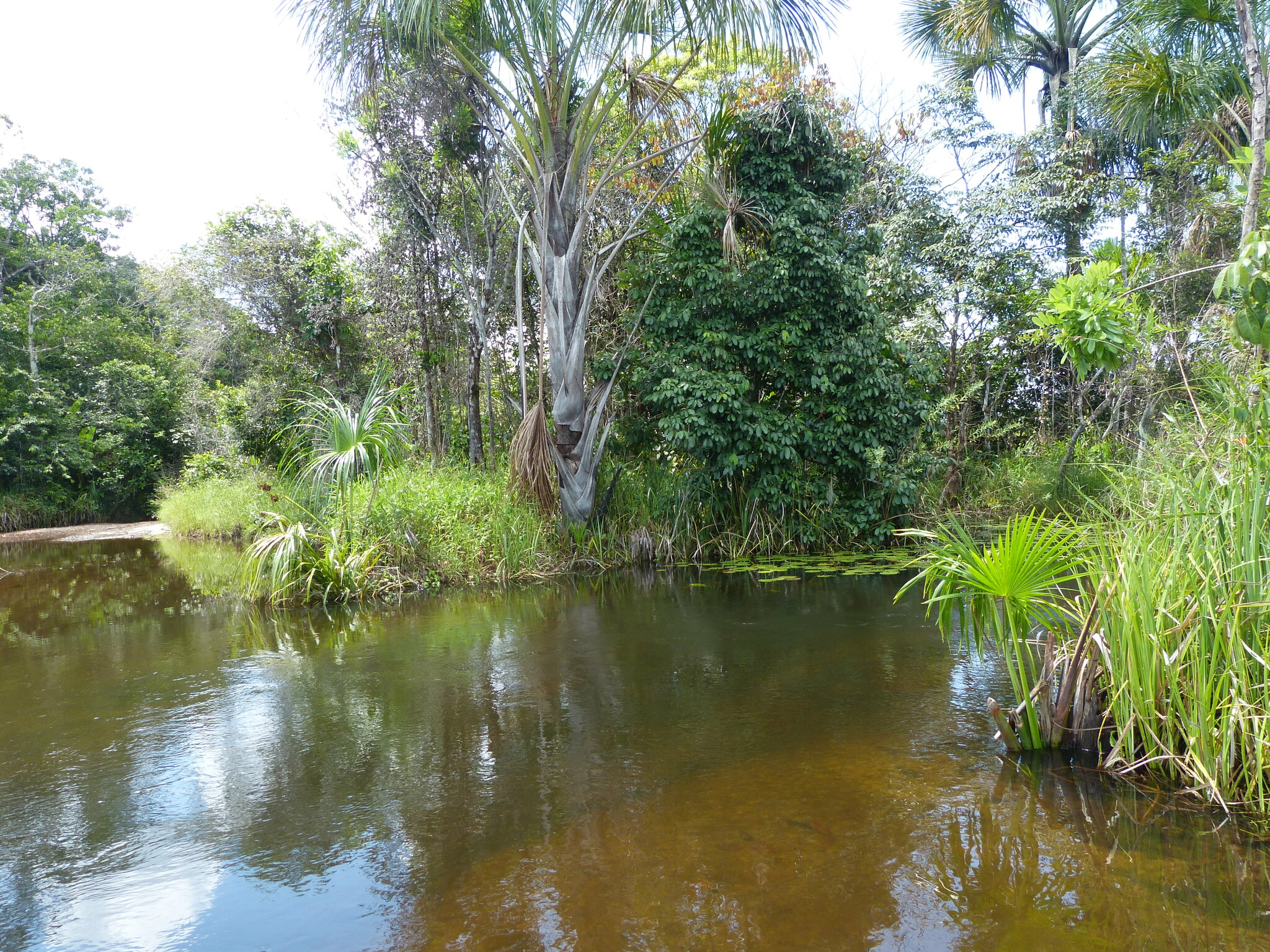 Mauritia flexuosa