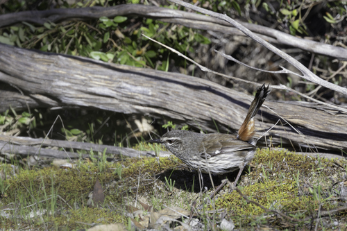 Shy Heathwren (Hylacola cauta), photo 3