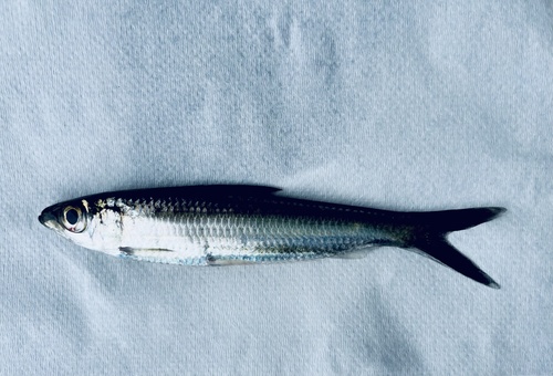 Australian freshwater herring (Potamalosa richmondia) — Clupeidae — 4