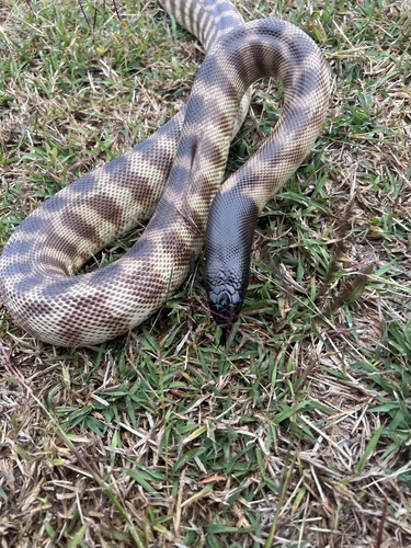 Black-headed Python sighting
