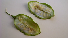 Jacaranda jasminoides