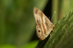 Euselasia melaphaea