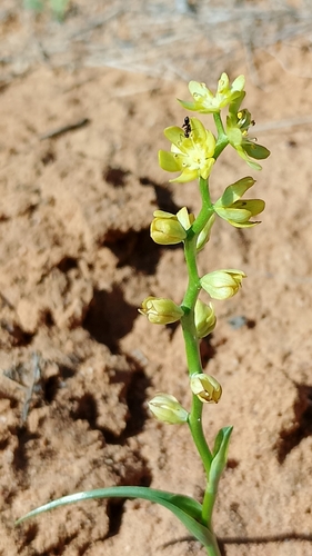 Wurmbea citrina (Wurmbea citrina)