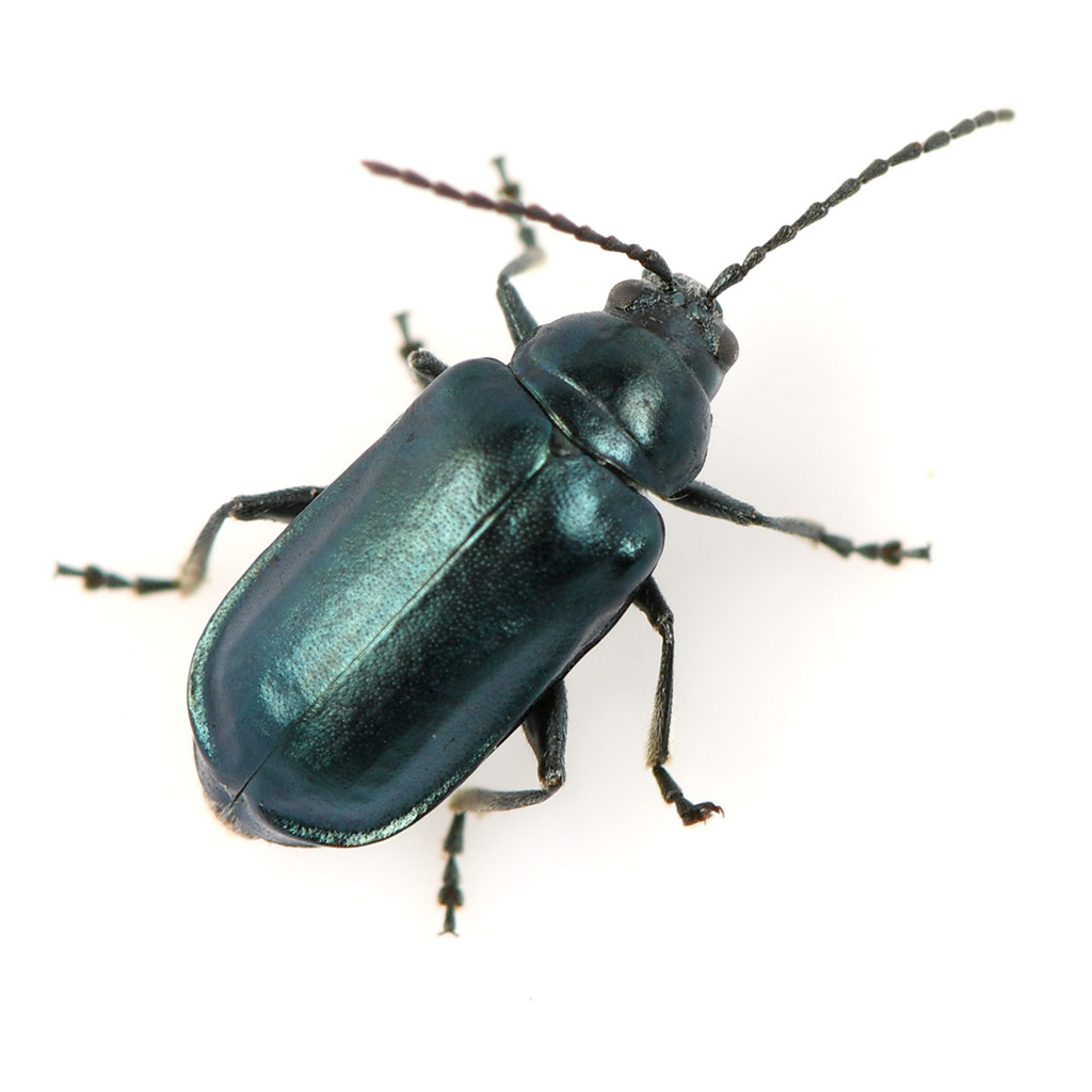 Altica bimarginata