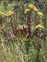 Dudleya farinosa