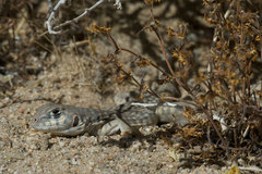 Dipsosaurus dorsalis dorsalis