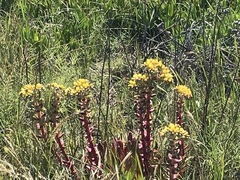 Dudleya farinosa