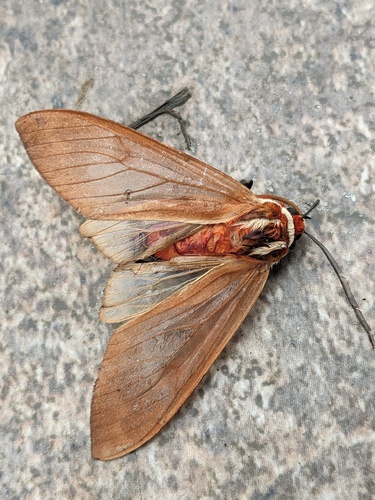 Amastus coccinator
