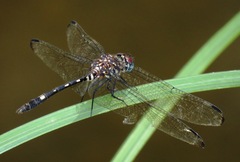 Dythemis velox