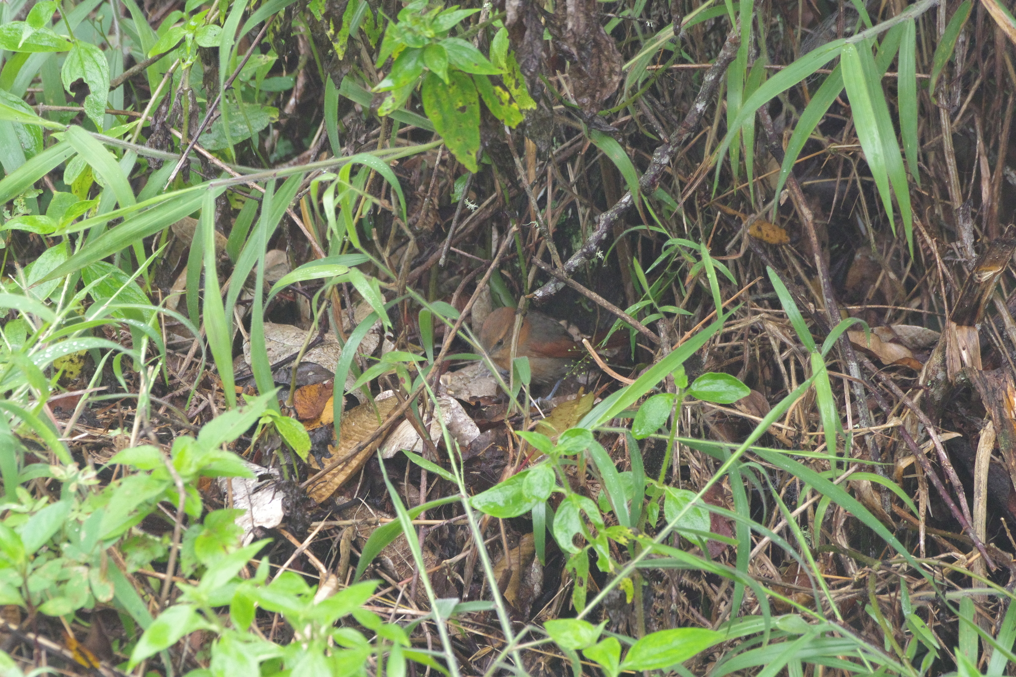 Rusty-headed Spinetail (Synallaxis fuscorufa), photo 6