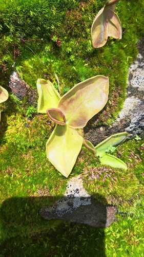 Pinguicula acuminata
