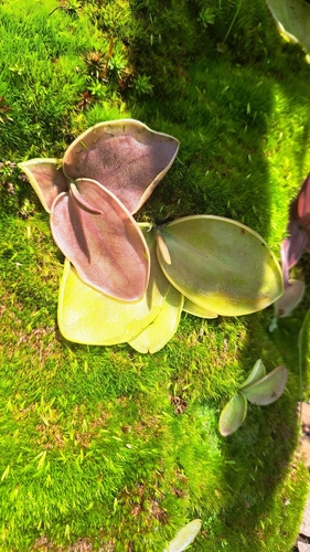 Pinguicula acuminata