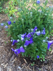 Platycodon grandiflorus