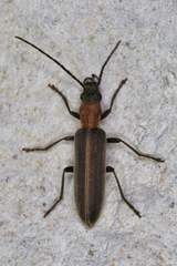 Oxacis cana