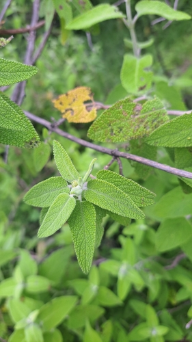 Image of Salvia melissodora by (c) Gustavo ZaRo, some rights reserved (CC BY)
