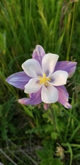 Aquilegia coerulea