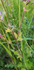 Aquilegia coerulea