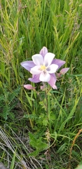 Aquilegia coerulea
