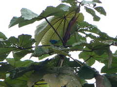 Chalcothraupis ruficervix