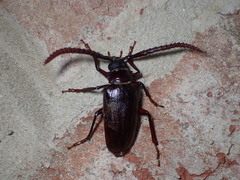 Prionus imbricornis