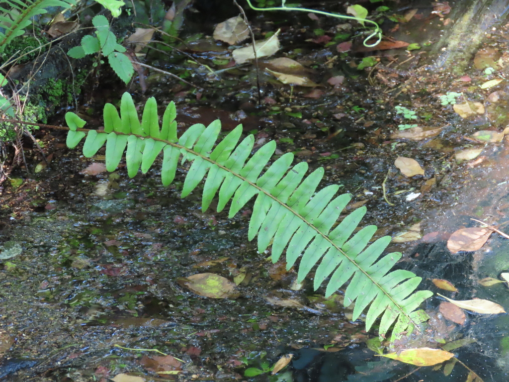 southern sword fern from Six Mile Cypress Slough Preserve, Fort Myers ...