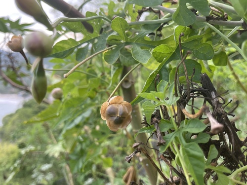 Operculina pinnatifida (Operculina pinnatifida)