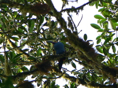 Andigena laminirostris