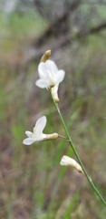 Astragalus convallarius