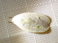 Durrantia piperatella