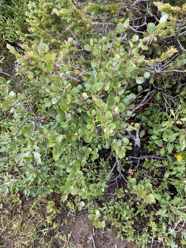 Image of Betula glandulosa by no rights reserved