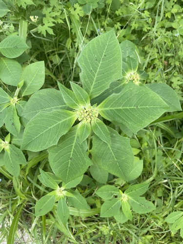 Lechero (Euphorbia heterophylla)