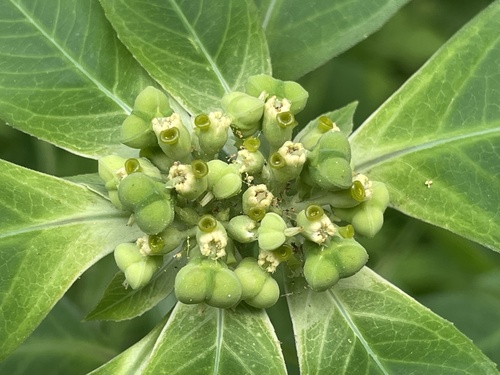 Lechero (Euphorbia heterophylla)
