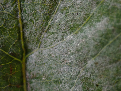 snowberry powdery mildew