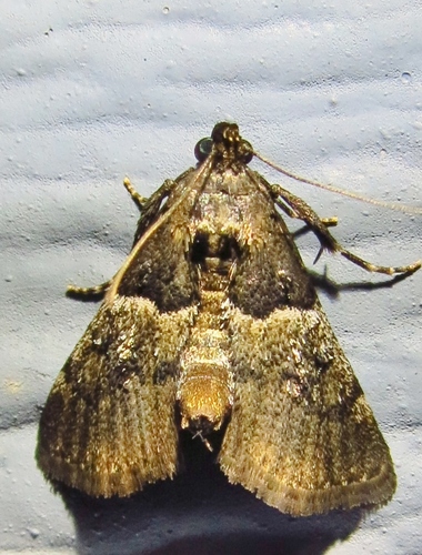 Zeller's Macalla Moth photo 2