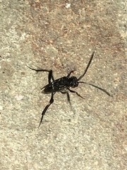Evania appendigaster