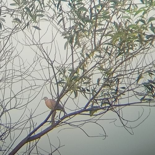 Spotted Dove