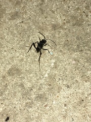 Evania appendigaster