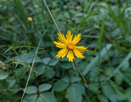 Image of Coreopsis grandiflora by no rights reserved