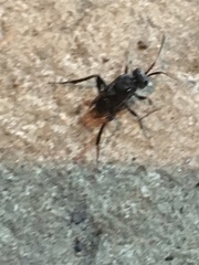 Evania appendigaster